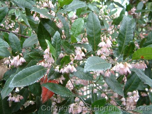 Blueberry Ash Pink 